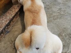 -more than meow吴止猫主题餐厅(承德 中船汇店)