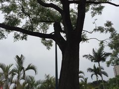 -九龙公园