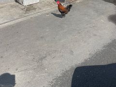 -沙溪兄茶餐厅