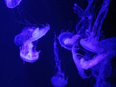 -青岛海底世界-水族馆