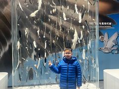 -盐城丹顶鹤湿地生态旅游区