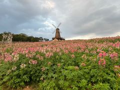 -大塘金香草谷