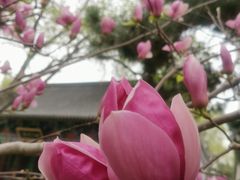 -护国法轮寺