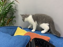 -福州肆爪动物医院