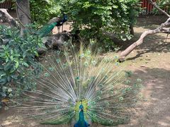 -广州长隆飞鸟乐园