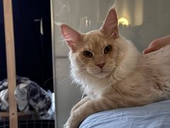 -70cat德文卷毛猫·缅因猫纯种猫舍