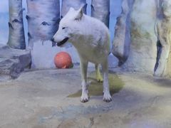 -芜湖新华联大白鲸海洋公园