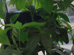 -武清南湖绿博园