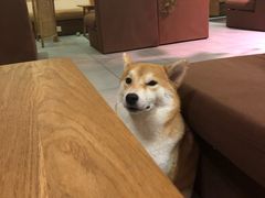 -柴务处·柴犬主题狗咖