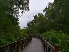 -大亚湾红树林城市湿地公园