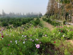 -上海长兴岛郊野公园