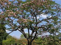 -中国科学院西双版纳热带植物园