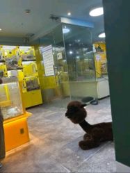-神奇动物撸宠馆·羊驼·小浣熊·异宠(豫园店)