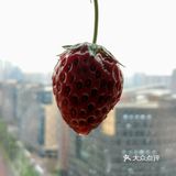昨晚又是Peter's之夜