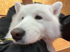 -和它·交个朋友·狗咖猫咖(爱琴海店)