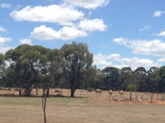 -威勒比开放式动物园