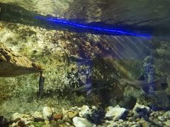 -东方巨龟苑景区