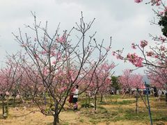 -天适樱花悠乐园