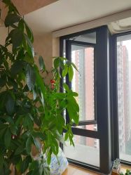 -成都苗方清颜专业祛痘