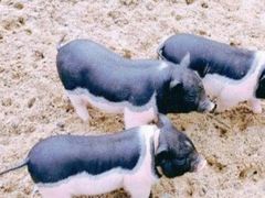 -前小桔亲子创意农场·草莓采摘·露营烧烤