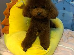 -爱侣宠医·鹦鹉专科·小型哺乳类·异宠专科(灵石路店)