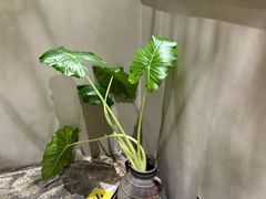-本处·素食·融合料理(南油店)