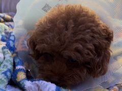 -全心全意连锁动物医院·特色中医诊疗(会城门分院)