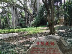 -瑞丽独树成林风景区
