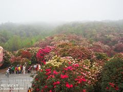 -贵州百里杜鹃风景名胜区