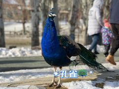 -新疆天山野生动物园