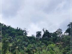 -西双版纳原始森林公园