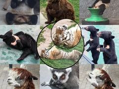 -西安秦岭野生动物园