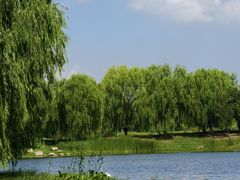 -上海滨江森林公园