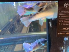 -肆月河豚·淮扬菜·湘菜(华天店)