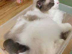 -藦茜花园宠物主题亲子互动体验馆(国顺东路店)