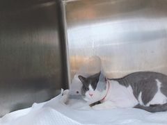 -瑞派·关忠动物医院·异宠专科·犬猫肿瘤·皮肤专科(望京店)