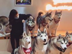 -Husky Go! 哈士奇体验馆·宠物咖啡厅狗咖