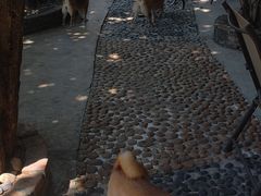 -柴犬高等学院·狗咖·柴犬售卖·宠物训练