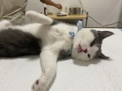 -灵美宠物诊所
