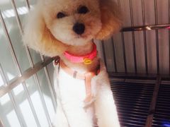 -神采飞扬宠物美容(香港路店)