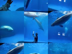 -海合安成都极地海洋公园