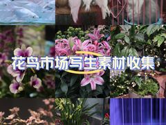 -青石桥花鸟鱼虫市场(叠翠城店)