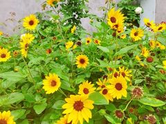 -百香林西点(西安门店)