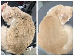 -PETKIT 小佩宠物·低压洗护·美容·寄养(安远店)