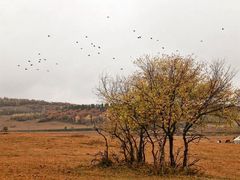 -塞罕坝国家级自然保护区