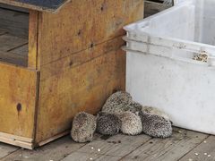 -哈尔滨北方森林动物园