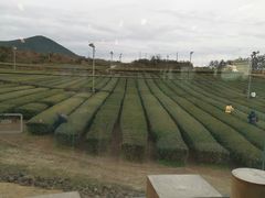 -雪绿茶博物馆