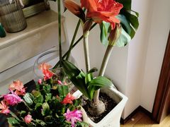 -曲阳花鸟市场(曲阳路店)