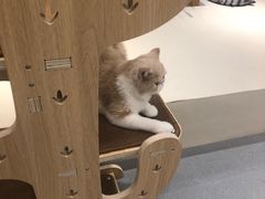 -飞行喵MR PILOT|猫舍·猫咖(静安大融城店)