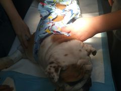 -达爱动物医院·犬猫分区·CT·复杂眼科(远洋山水分院)